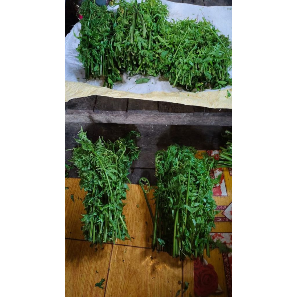 

Sayur pakis per ikat