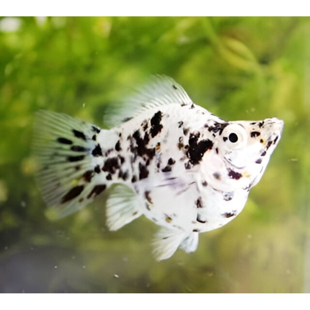 Molly Balon Marble indukan 4 ekor mudah Size jumbo