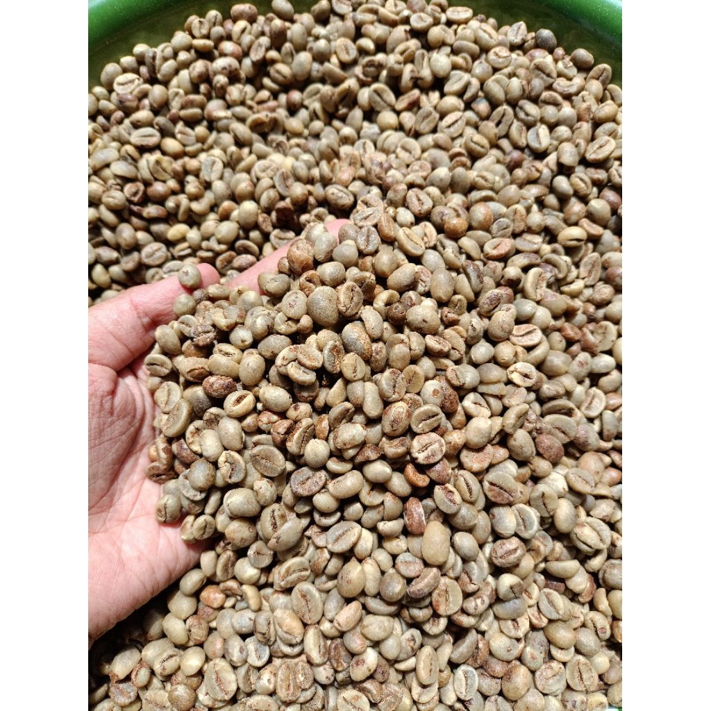 

Biji kopi robusta green bean 1 kg sudah sortir cocok untuk roaster & UMKM / Biji kopi mentah / biji kopi robusta mentah