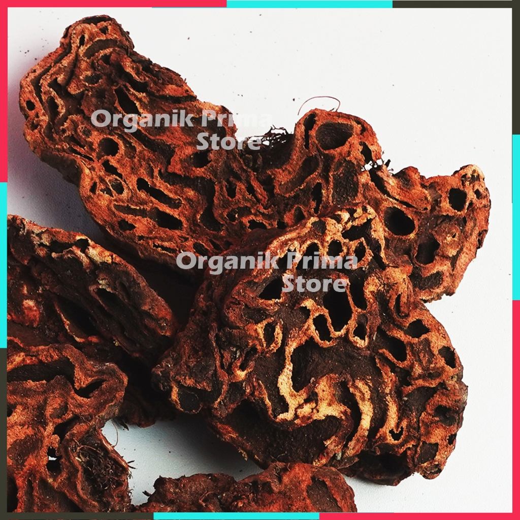 

Sarang Semut Kering 100gr Asli Bersih dan Organik