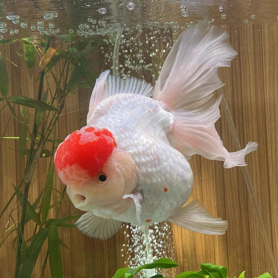 Goldfish Super Jumbo Red White Oranda Monster