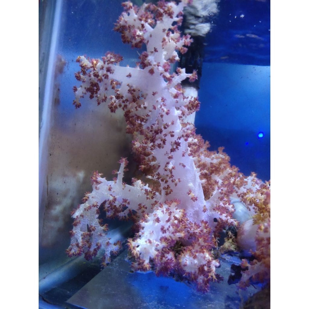 CORAL SEROJA DURI MERAH HIASAN AIR LAUT