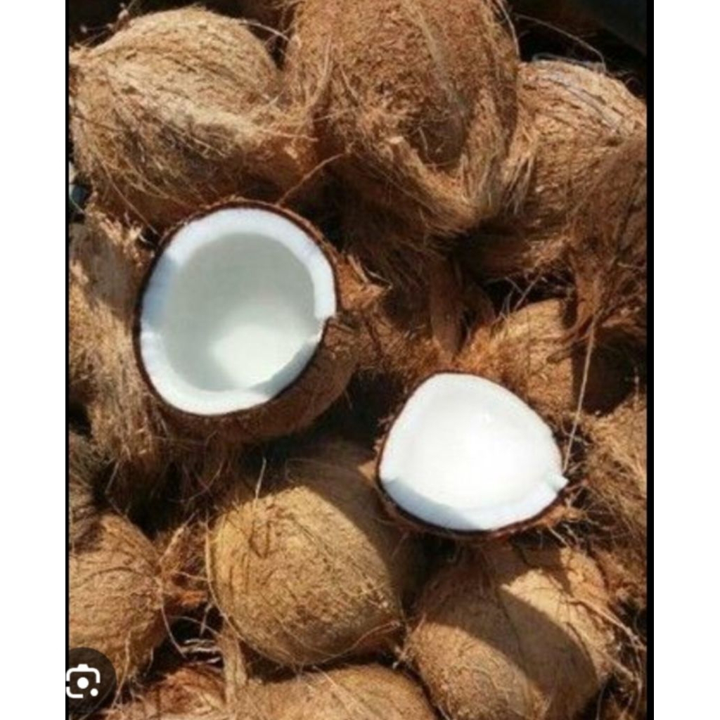 

buah kelapa tua segar kwalitas terbaik ukuran jumbo kwalitas super