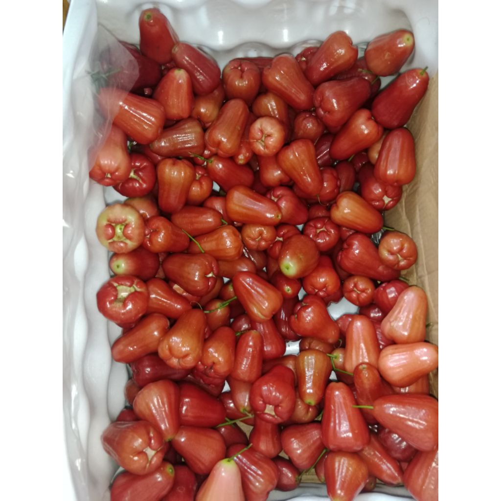 

Jambu Citra 1 kg