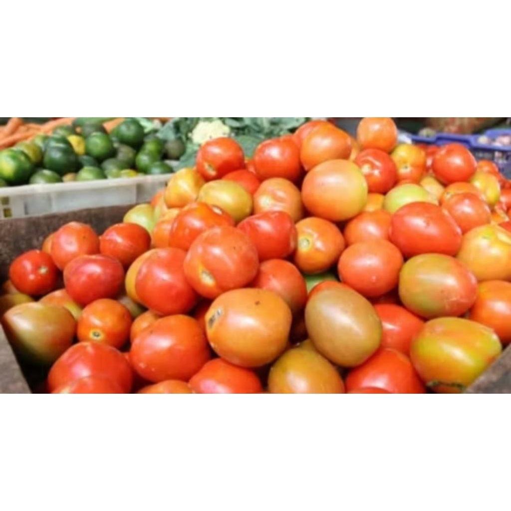 

TOMAT MERAH SEGAR KEMASAN 500G HARGA TERJANGKAU