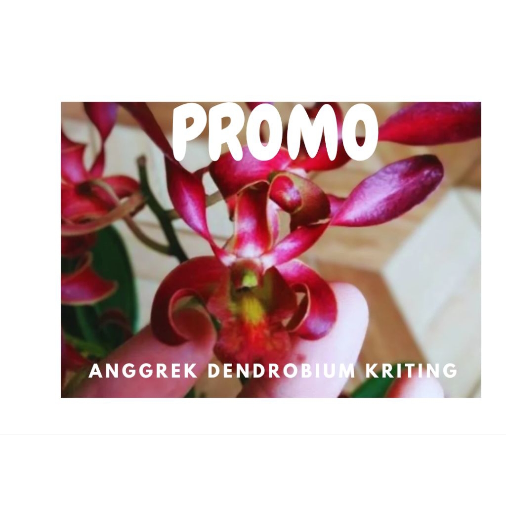 promo murah anggrek Dendrobium keiki