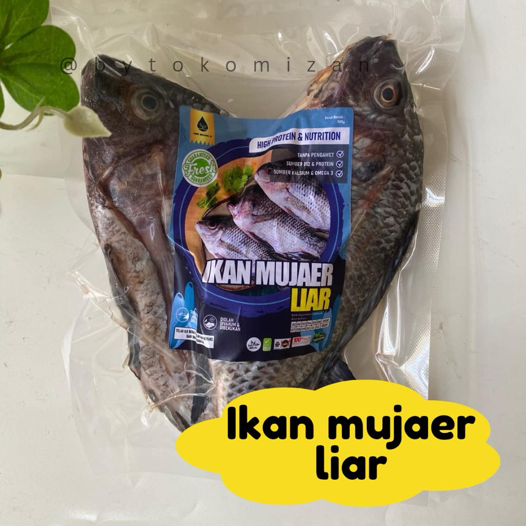 

Ikan Mujair 500gr Tangkapan Liar Halal @pureorganik tanpa pengawet