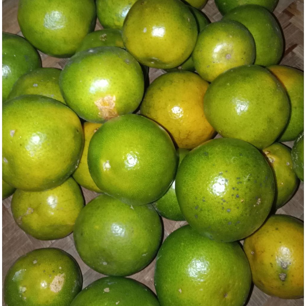 

jeruk buah/jeruk jawa asam manis segar/samsulherbal1