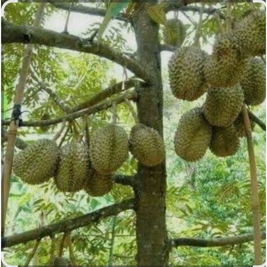 

durian montong tinggi 50cm