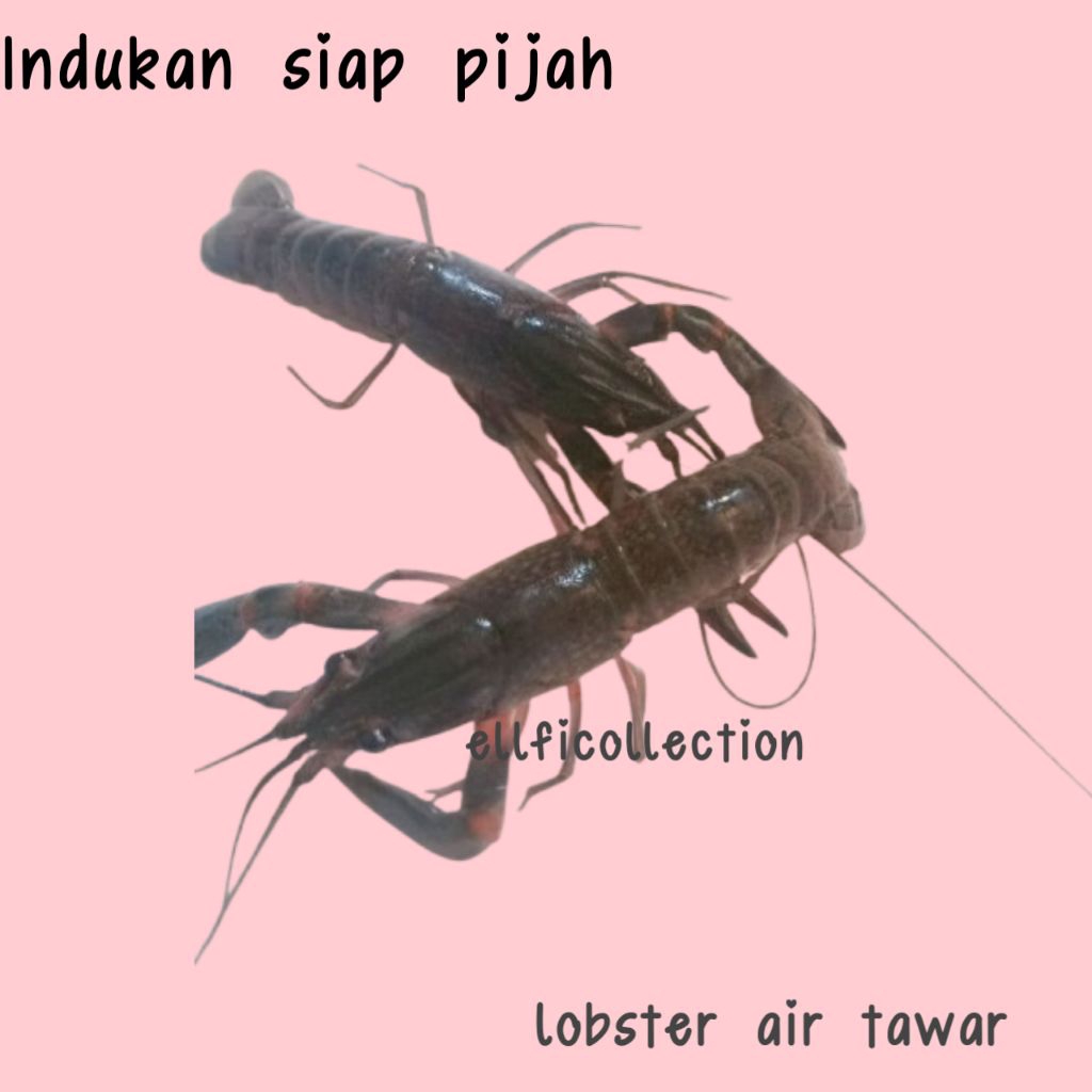 

Terbaru! Garansi 100% Gambar Indukan Lobster Redclauw air tawar siap pijah per Pics.