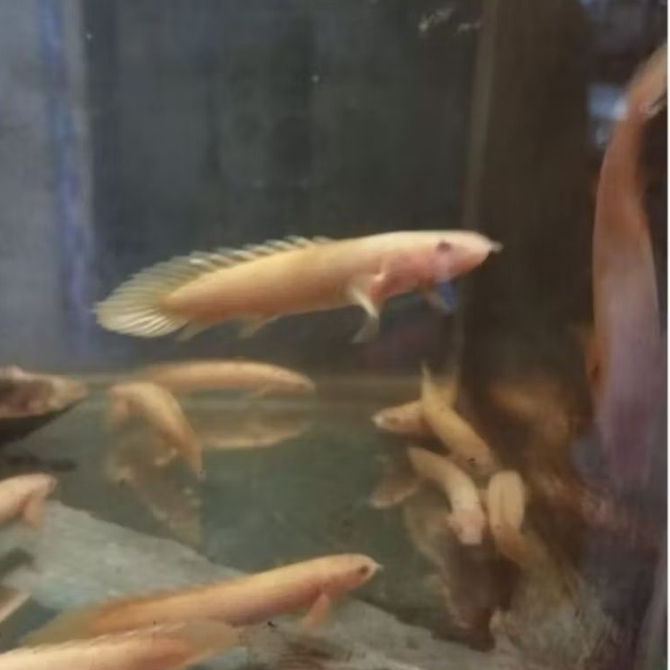 IKAN HIAS PALMAS ALBINO SIZE 8-10 CM SENEGALUS POLYPTERUS [MINIMAL ORDER 2 EKOR]