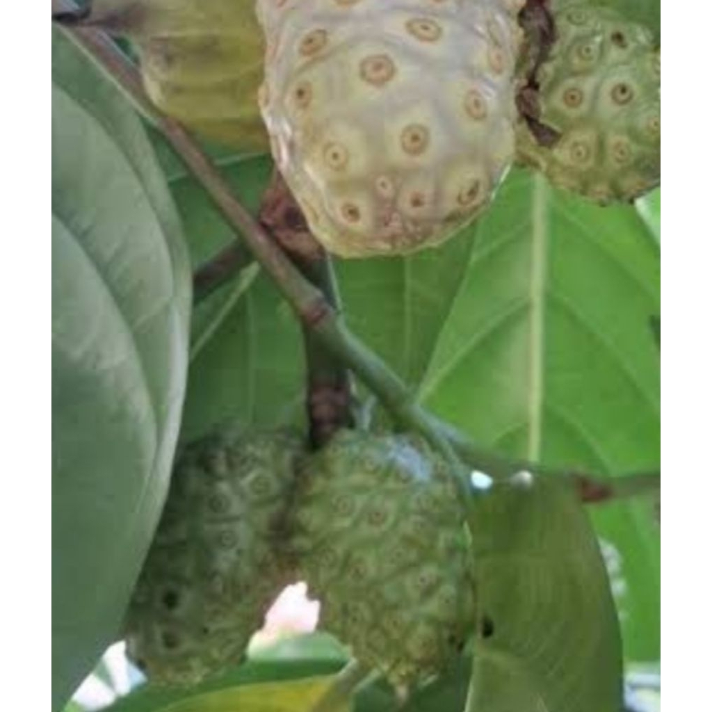 

Buah Mengkudu Ambil Dadakan