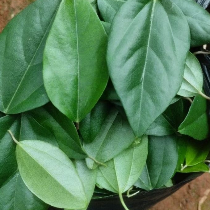 

cincau rambat jelly/100gram