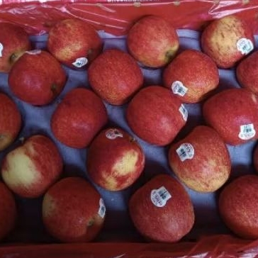 

Buah apel envy manis garing super premium crunchcy apel import 1 kg