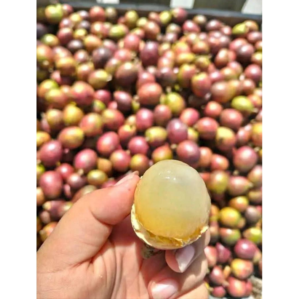 

Buah matoa manis fresh