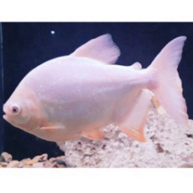 Bibit ikan bawal pacu ikan pacu / ikan bawal albino sehat berkwalitas