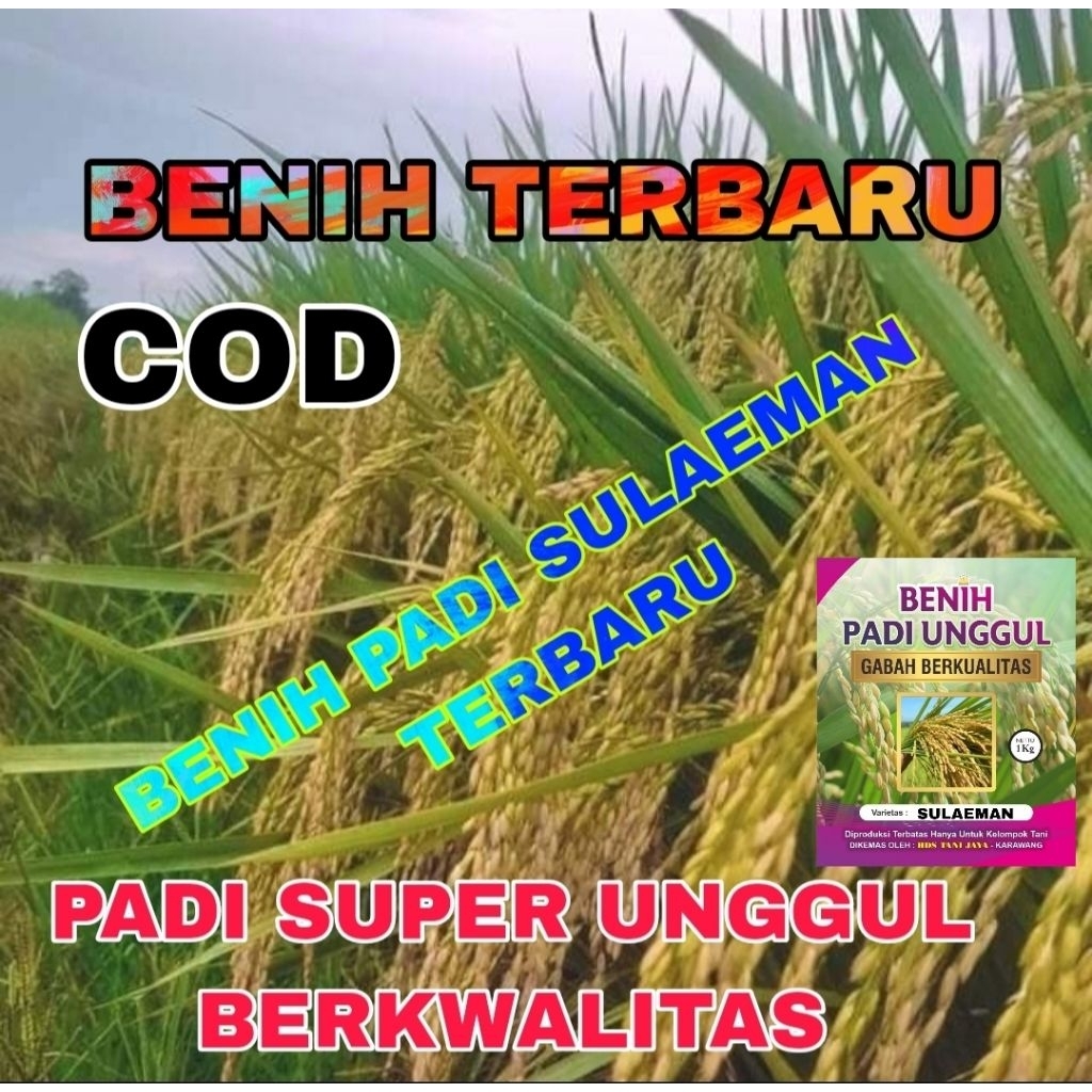 BENIH PADI TERBARU 1KG PADI SULAEMAN SUPER BERSERTIFIKAT ORIGINAL LABEL PUTIH