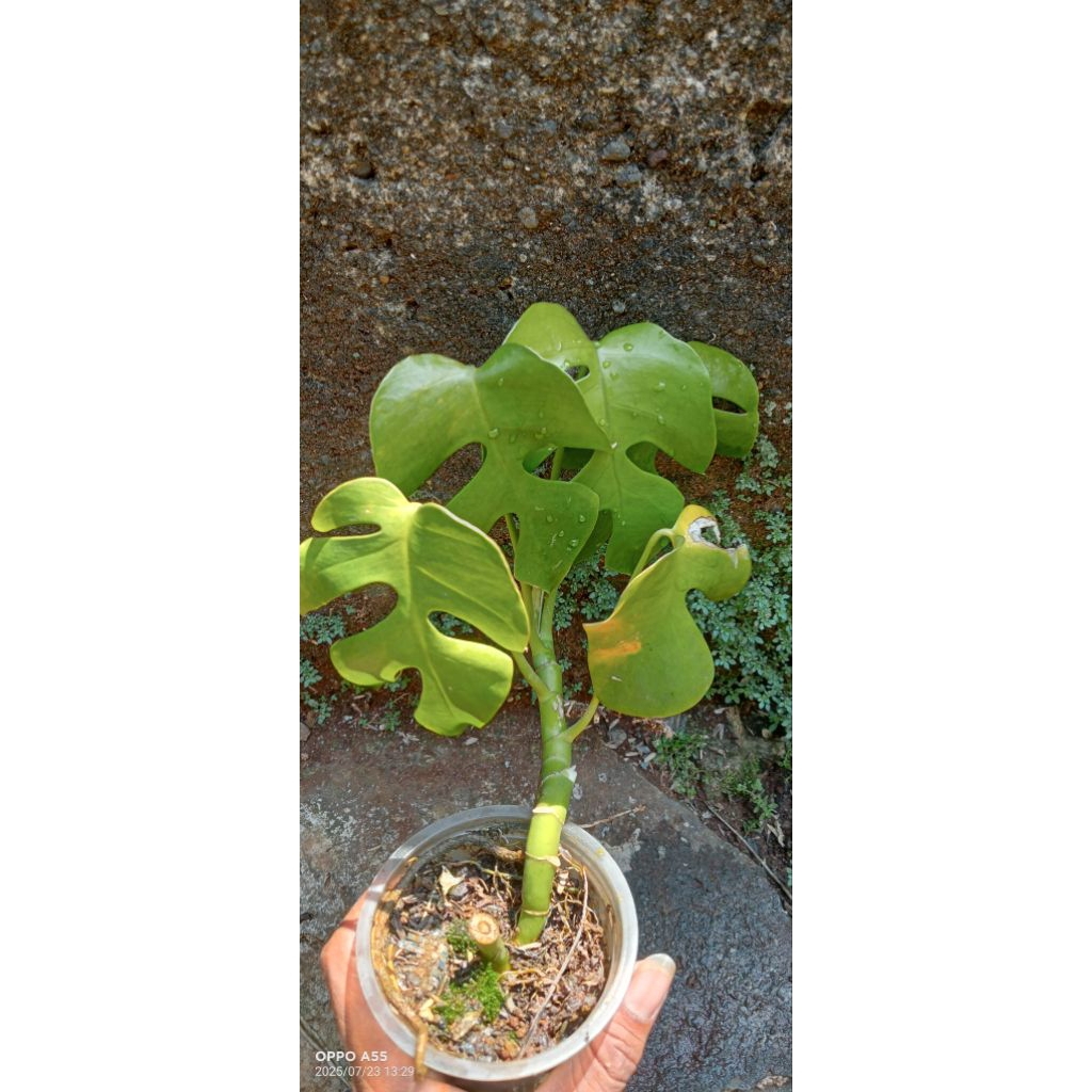 ( BISA COD ) PROMO Tanaman hias monstera mini - monstera tetrasperma - monstera mini