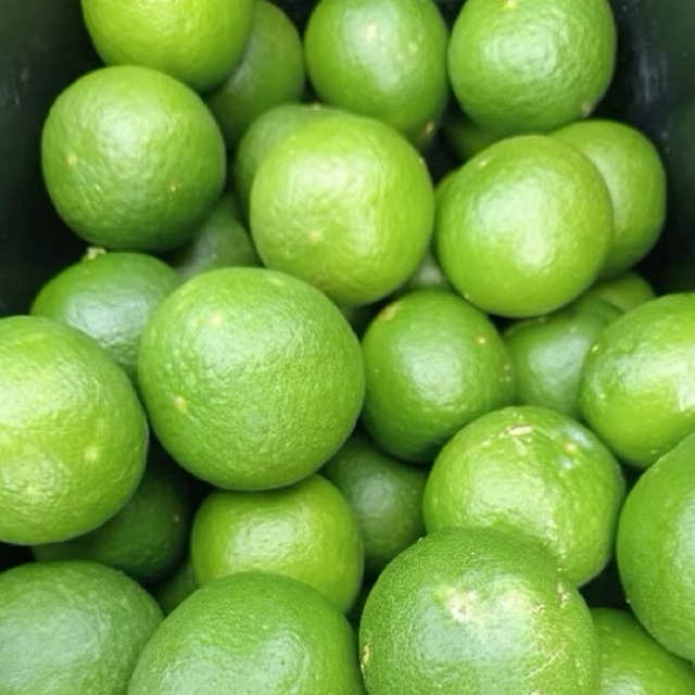 

Jeruk Nipis Segar 1 Kg