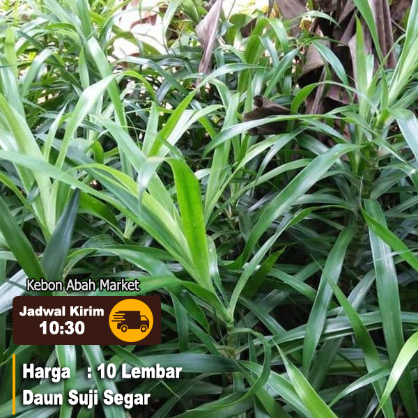 

Daun Suji Segar 10 Lembar Pewarna Hijau Alami Obat Herba;