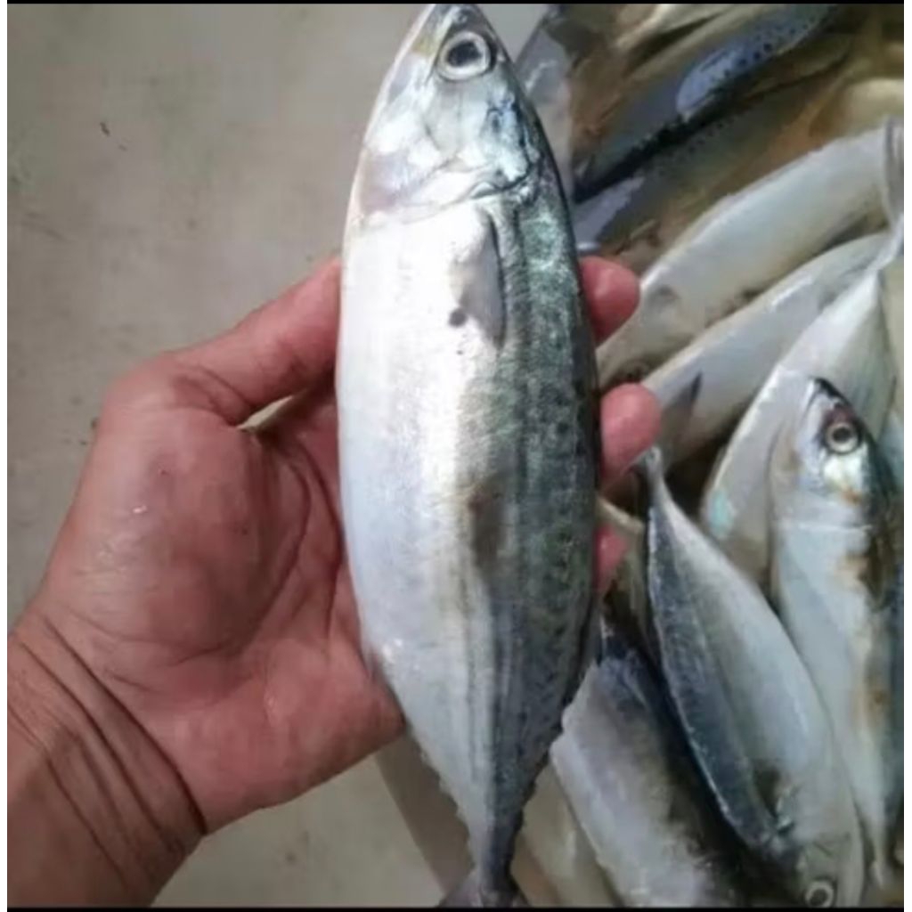 

paket ikan kembung besar 5kg Fress pesan sore/malam di kirim pagi