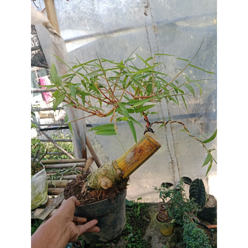 bonsai bambu kuning rimbu