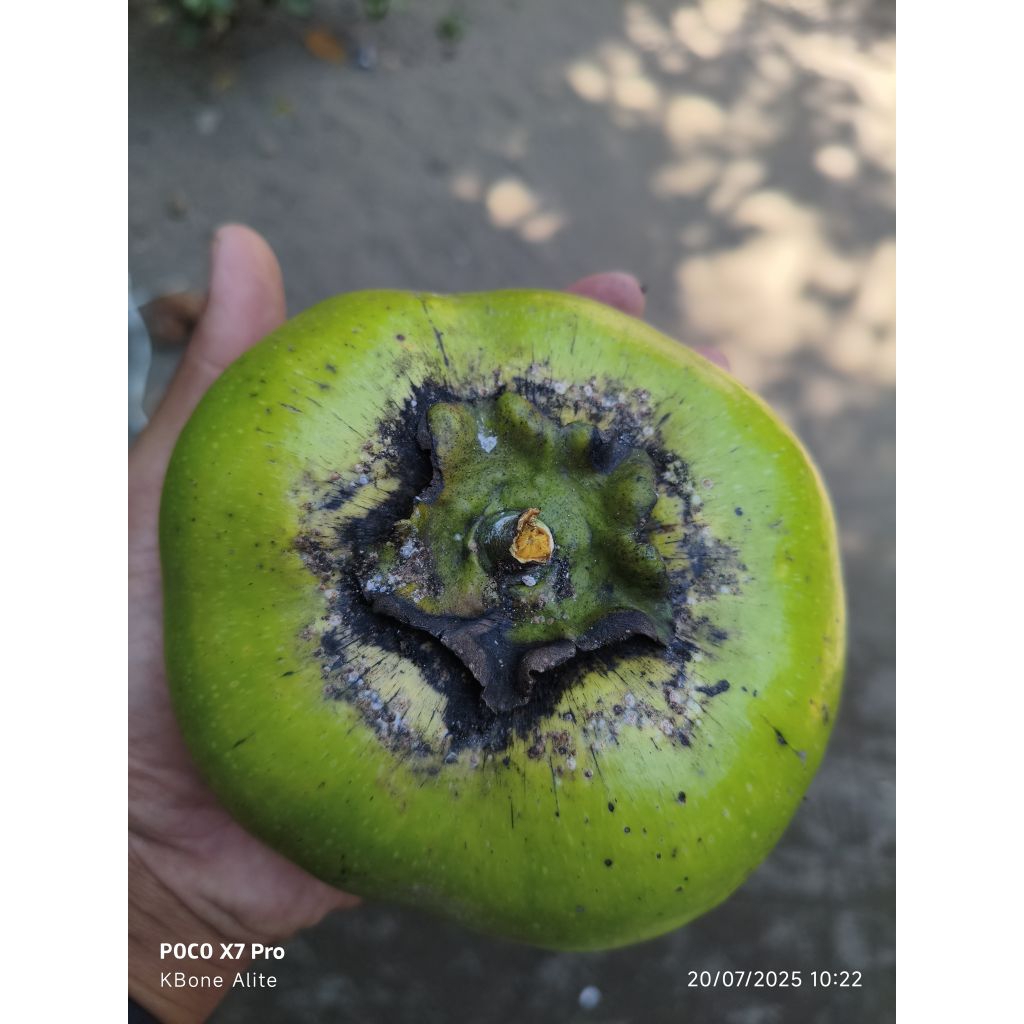

buah black sapote giant