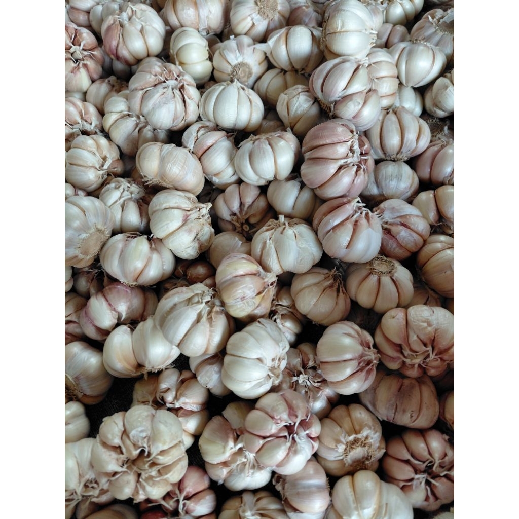 

Bawang putih bulat bawang putih biasa 500gram