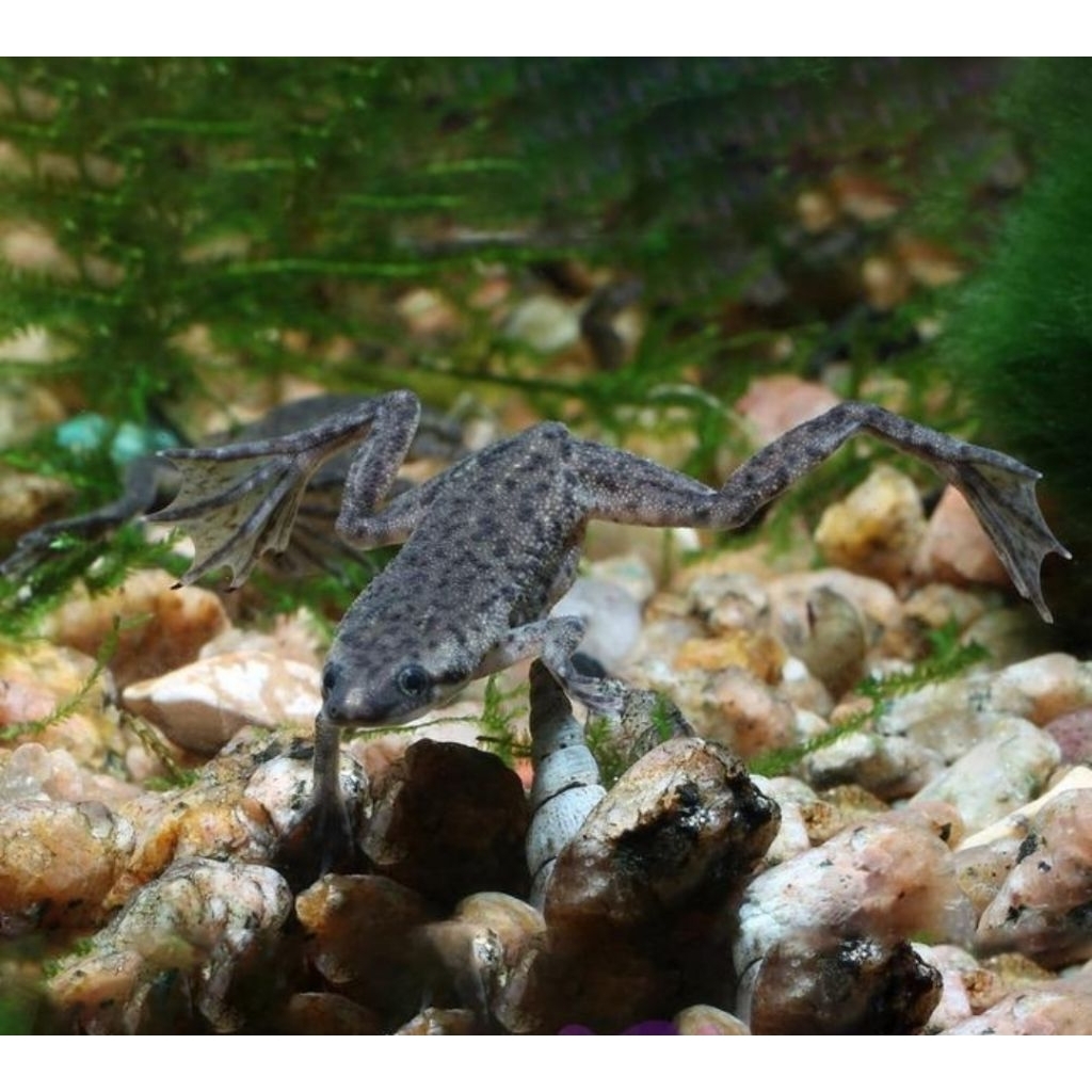Katak Hias Katak aquascape Katak Afrika African dwarf Frog