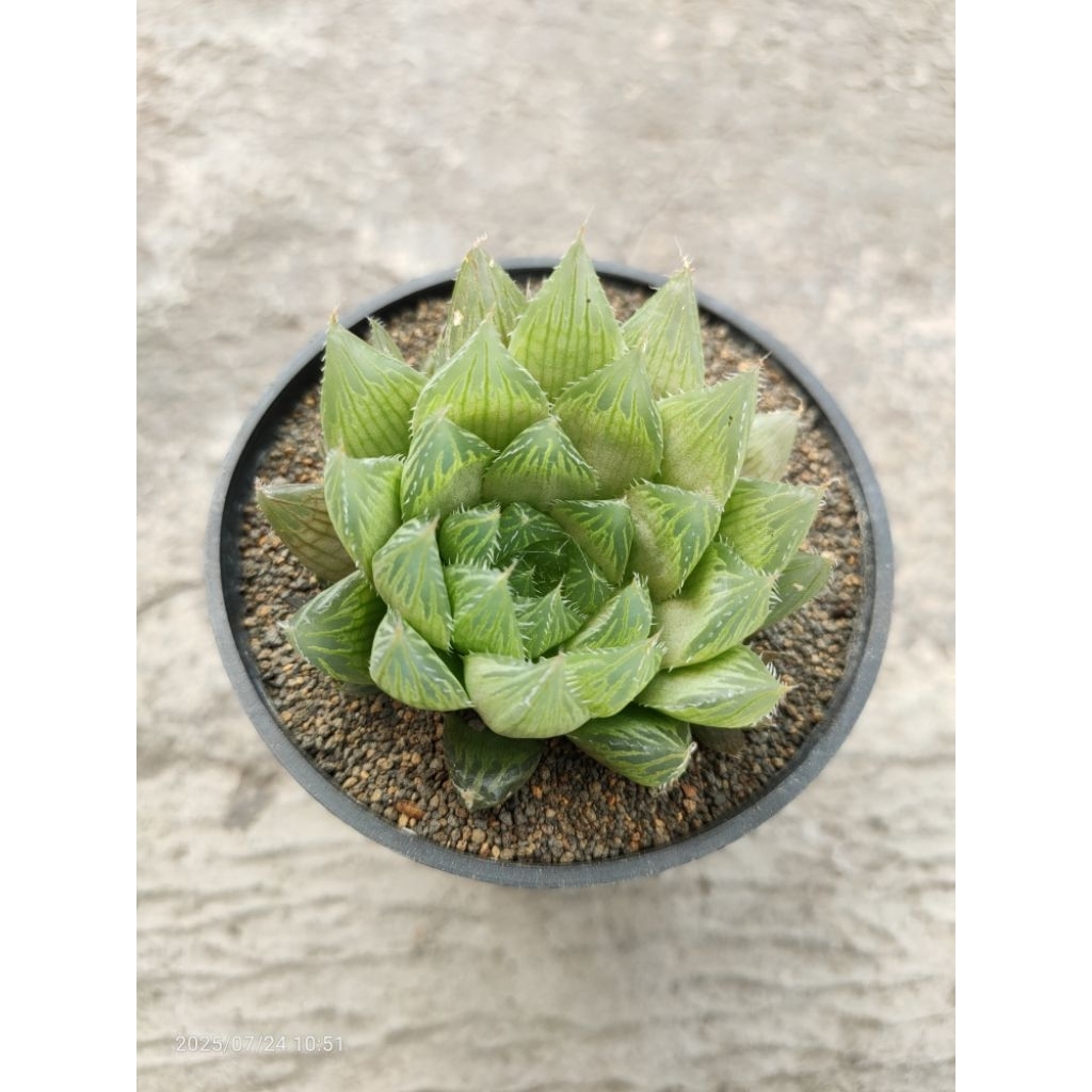 haworthia cooperi var cooperi