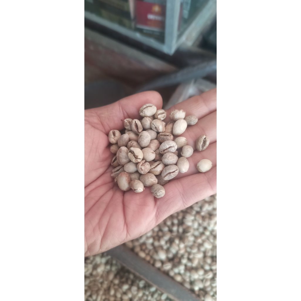 

kopi lanang / kopi monokotil