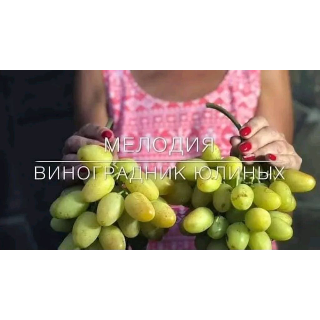 

bibit anggur varian melodya