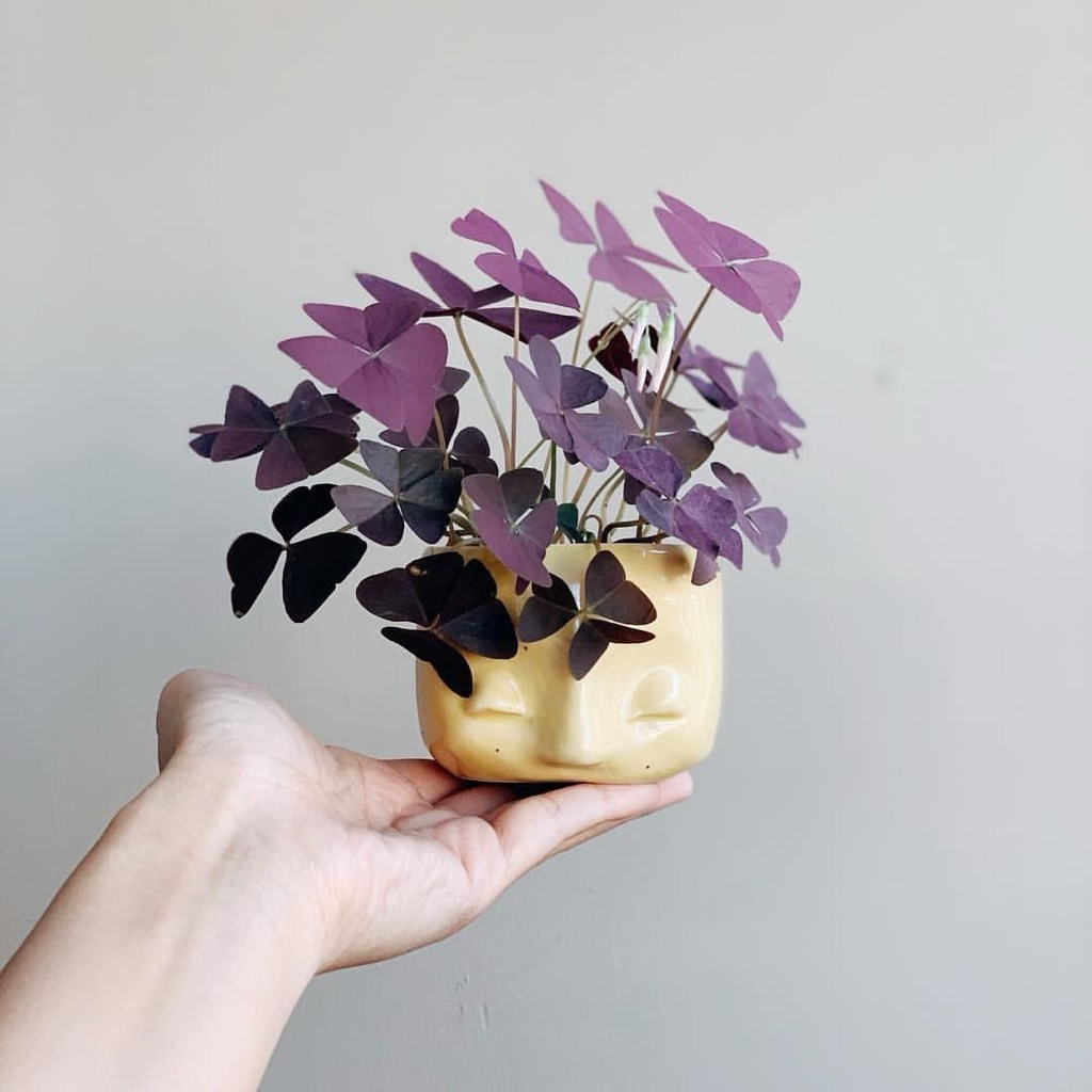 ( NEW PROMO COD ) Tanaman Hias Oxalis Triangularis Ungu / Tanaman Bunga Oxalis Triangularis