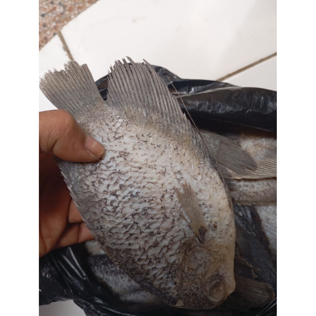 

ikan asin gurame grade A fress 1kg