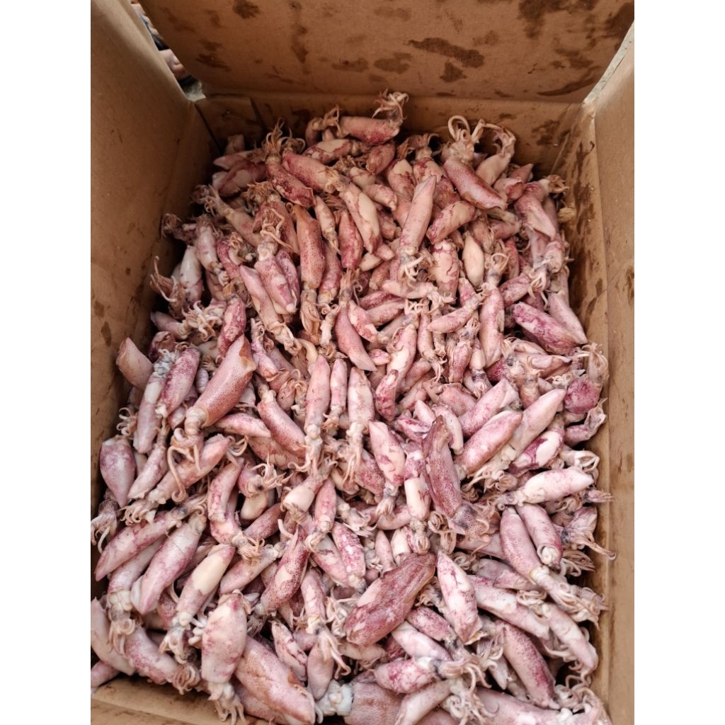 

ikan asin cumi sotong super