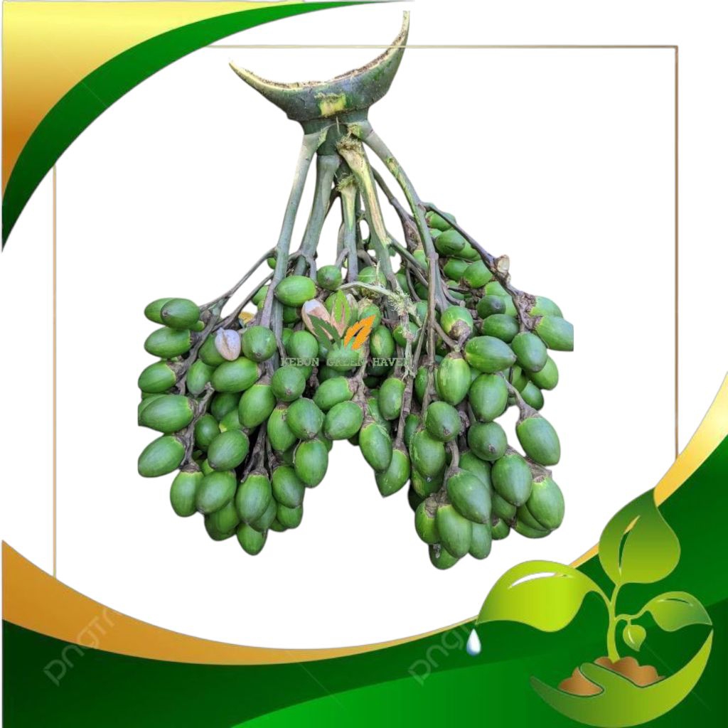 

READY Buah pinang muda Jambe - pinang muda fresh 500gram