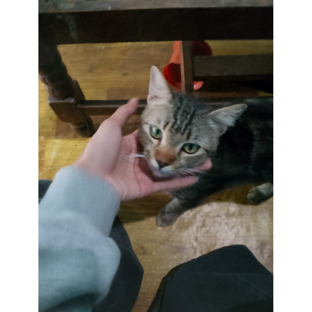 m3ndo full print mls pilih ft