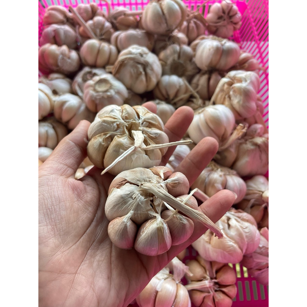 

Bawang putih 500gr, 1kg