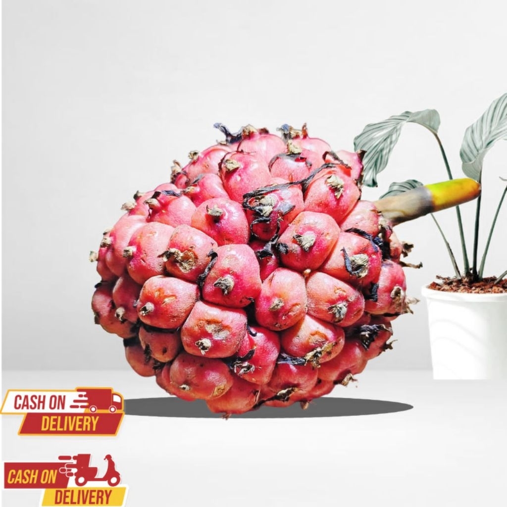 

Buah honje pink - honje pink segar 1kg organik ya ges