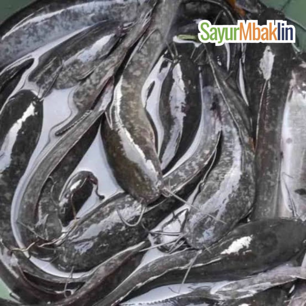 

Ikan Lele Segar 400-500g Sayurmbakiin