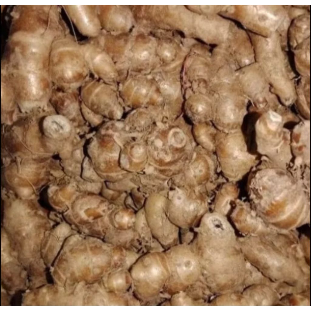 

Kencur tua seger besar tua asli pandegalng 1 kg