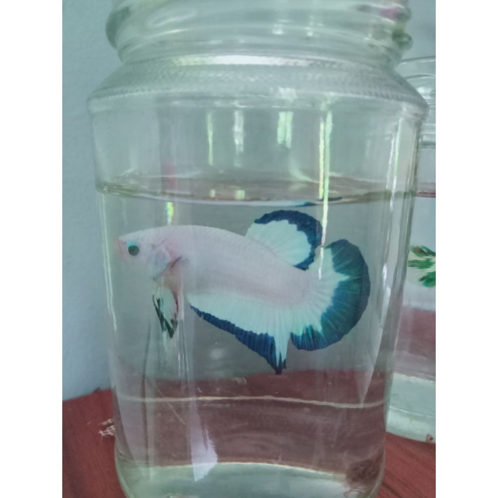 Cupang Blue Rim, Nemo, Barong, Koi, Black Samurai dll