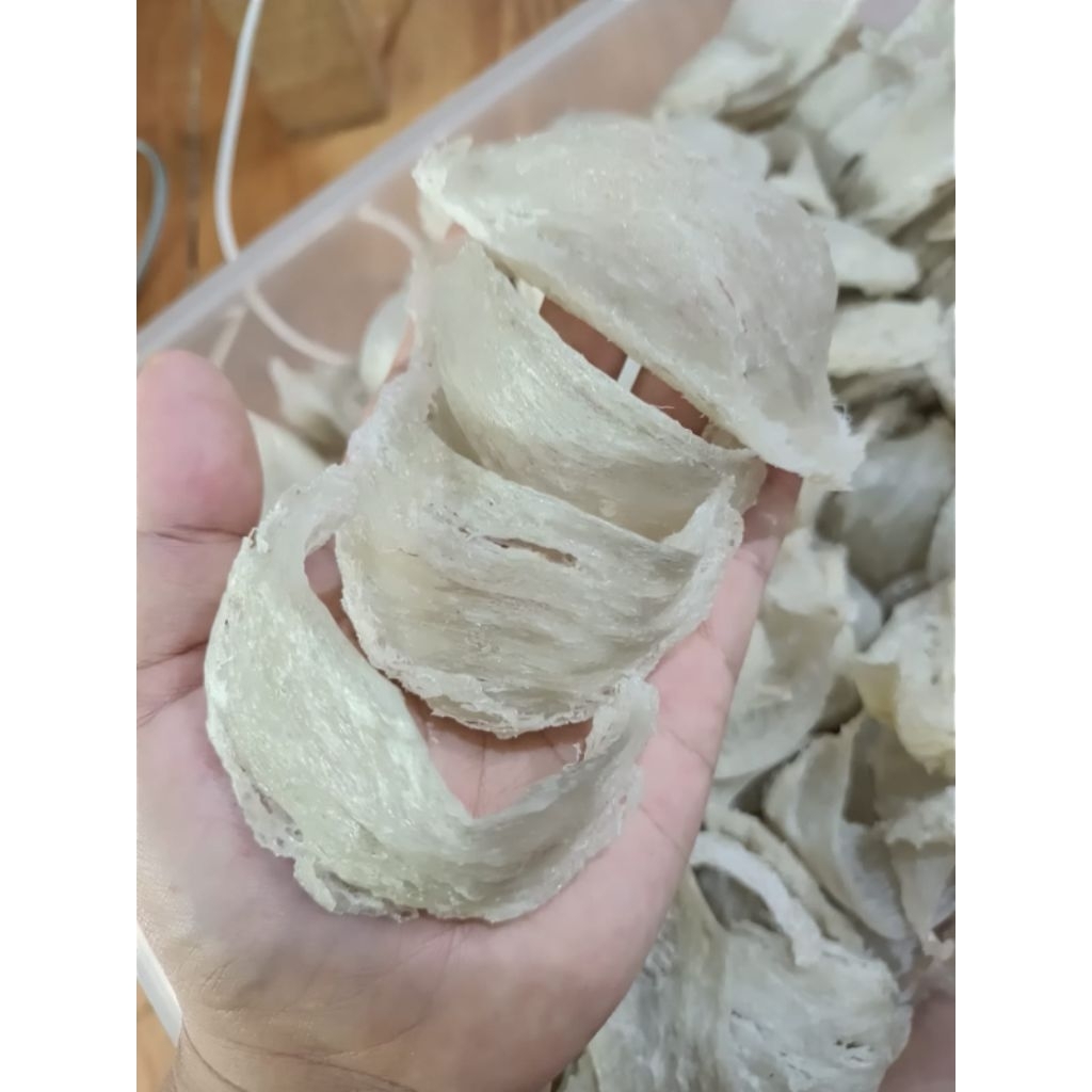 

sarang burung walet original 100% bentuk mangkokan