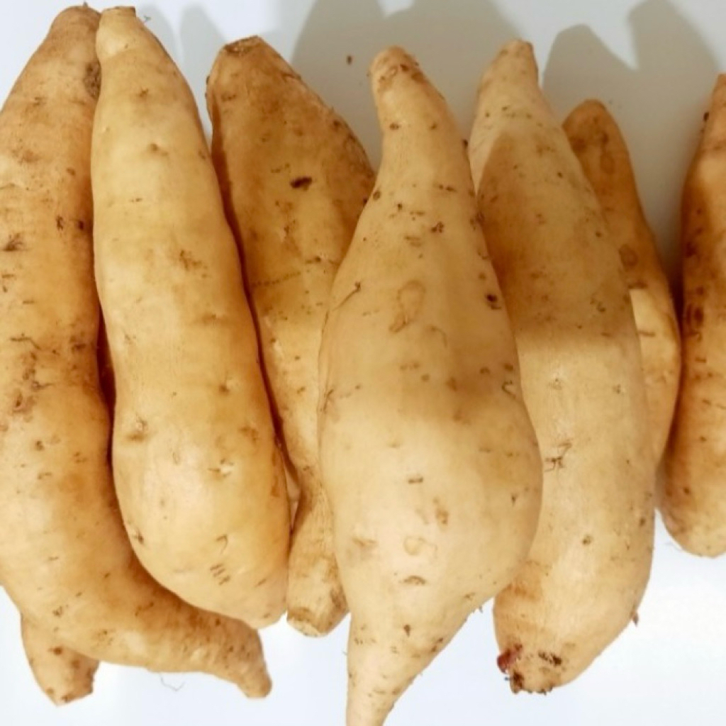 

UBI MADU CILEMBU ASLI PACET/TRAWAS SUPER MANIS 500GRAM MENTAH