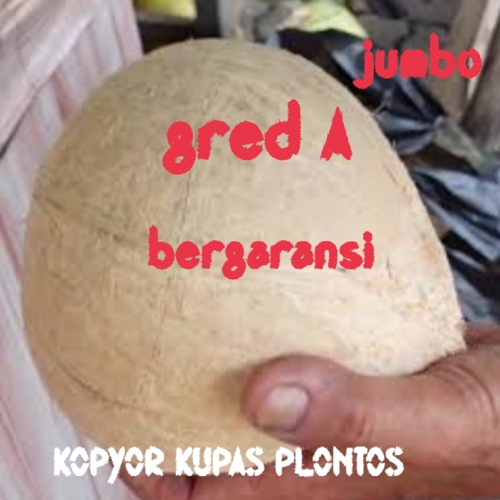

kelapa kopyor asli size 58cm rasa manis dan gurih