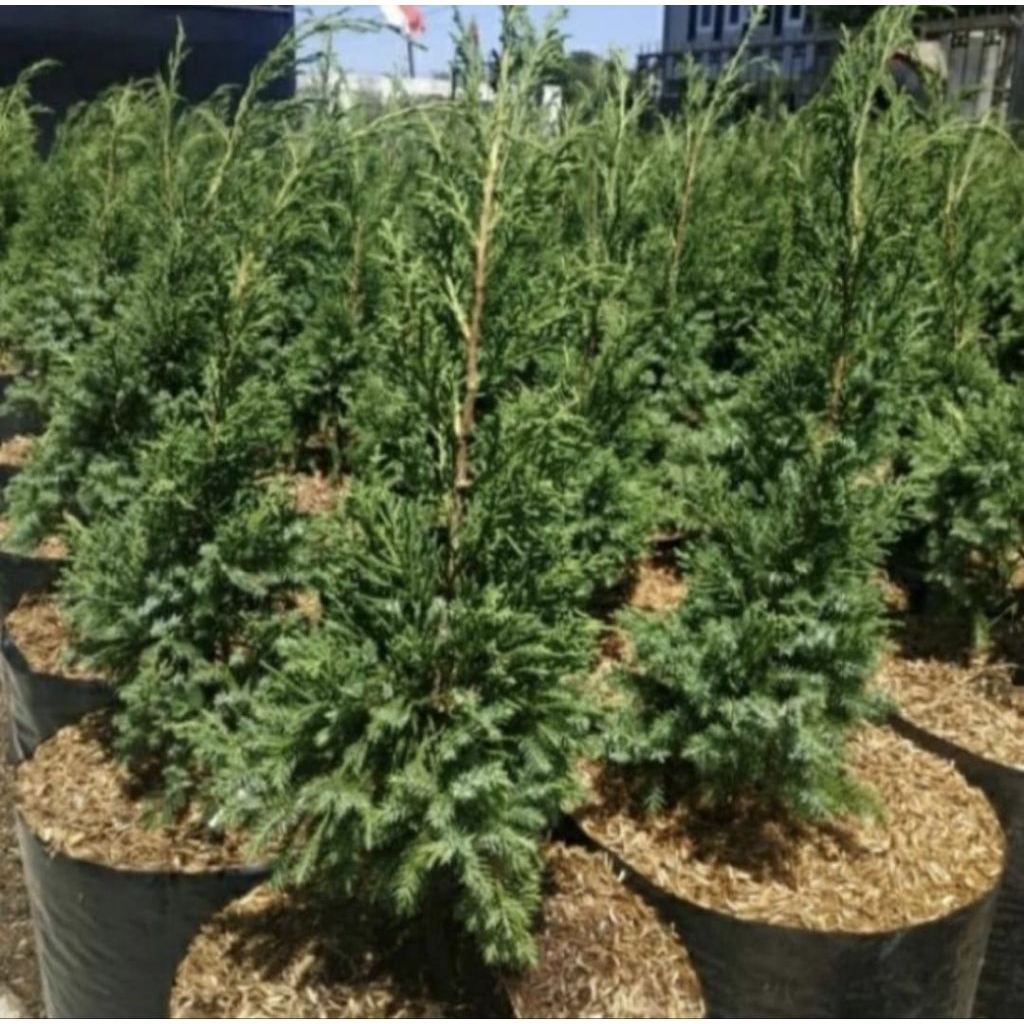 Bibit Pohon Cemara Lilin / Cemara Natal Tanaman Hias Cemara Lilin