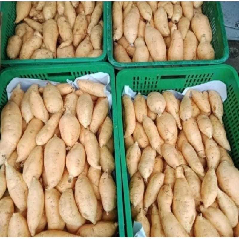 

Ubi Cilembu Madu Asli Dari Wonogiri, Rasanya Khas Tiada Tanding 1 Kg