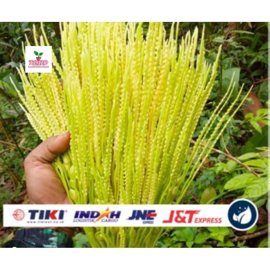 

bunga pinang atou kembang jambe 500 grm