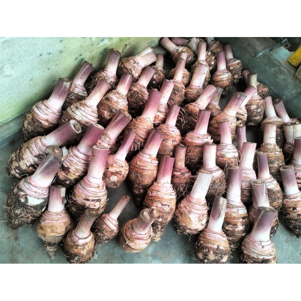 

umbi talas bogor 1kg