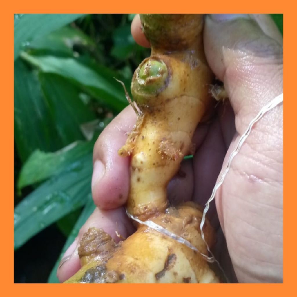 

Rempang bangle rimpang bangle bangle hutan panglay